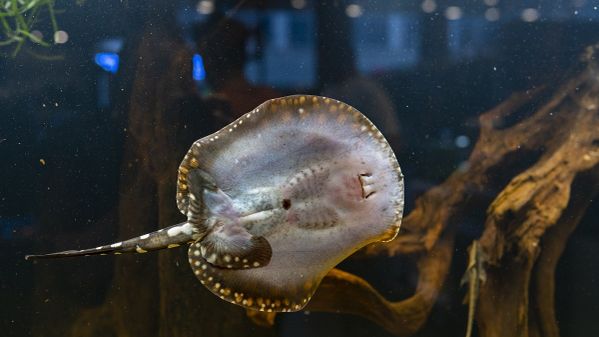 Aquarium Nahaufnahme