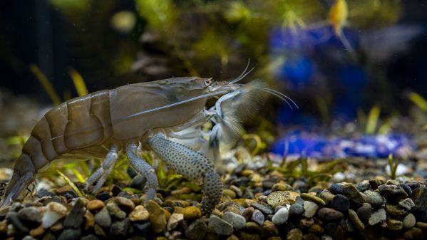 Aquarium Nahaufnahme