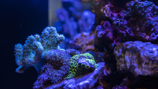 Aquarium Nahaufnahme