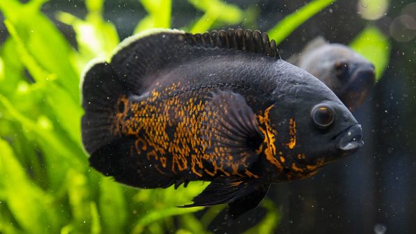 Aquarium Nahaufnahme