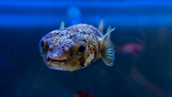 Aquarium Nahaufnahme
