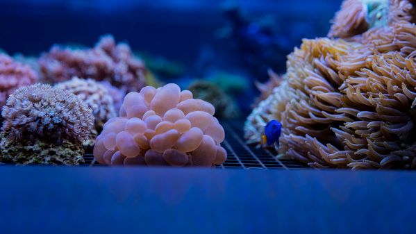 Aquarium Nahaufnahme