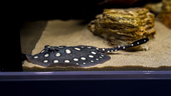 Aquarium Nahaufnahme