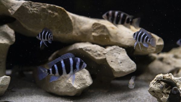 Aquarium Nahaufnahme