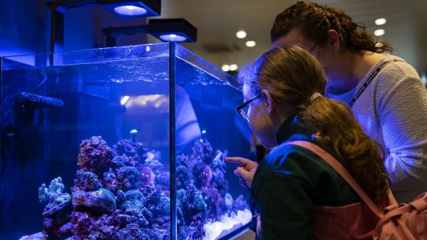 Kunden beim Betrachten der Aquarien