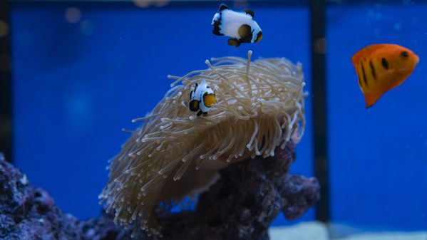Aquarium Nahaufnahme